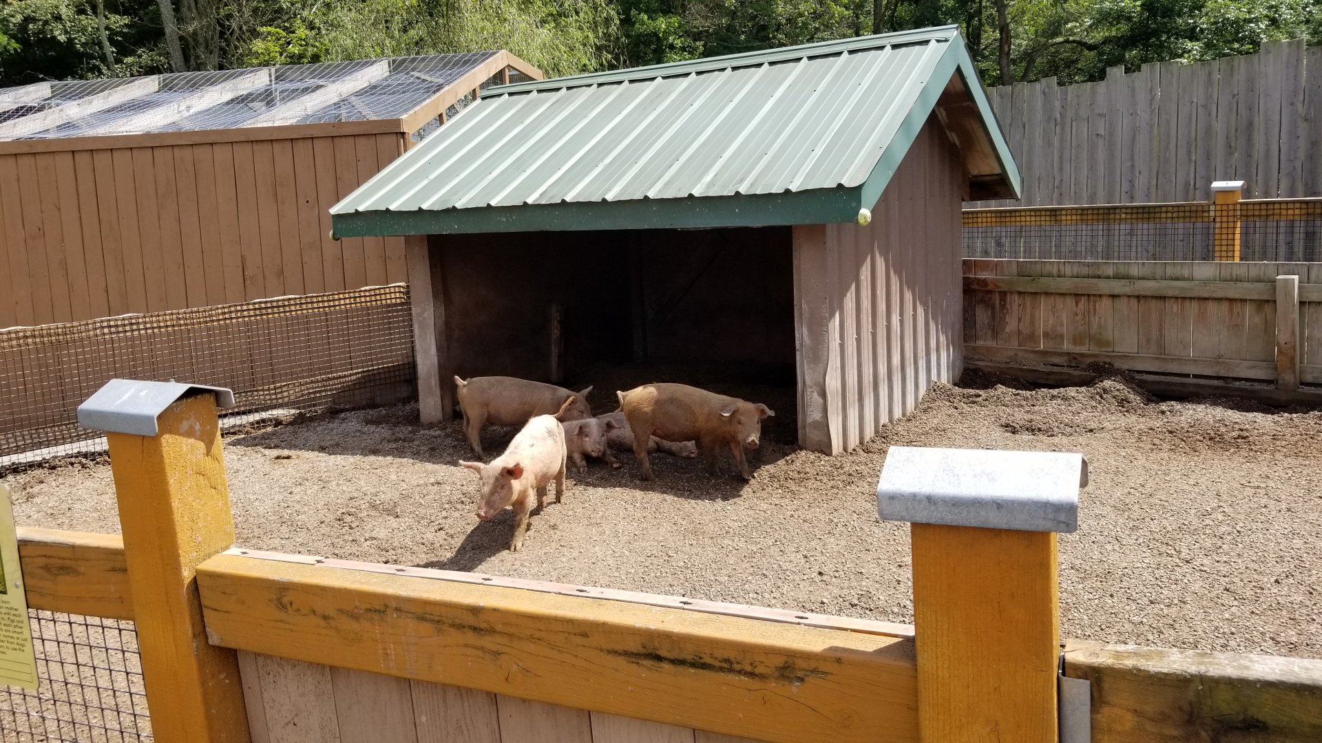 Living Treasures LH - Petting area, piglets