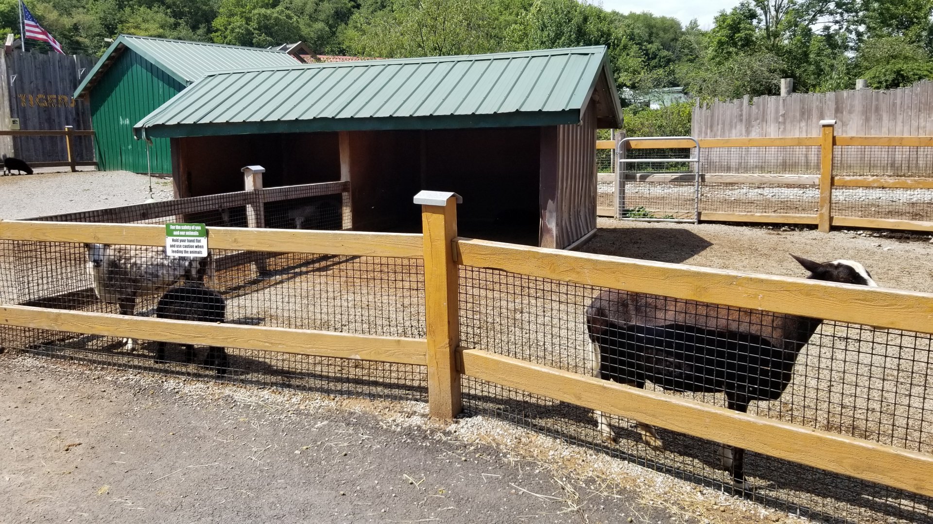 Living Treasures LH - Petting area, sheep