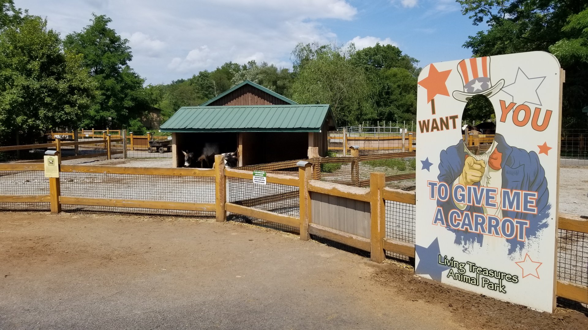 Living Treasures LH - Petting area, zebu