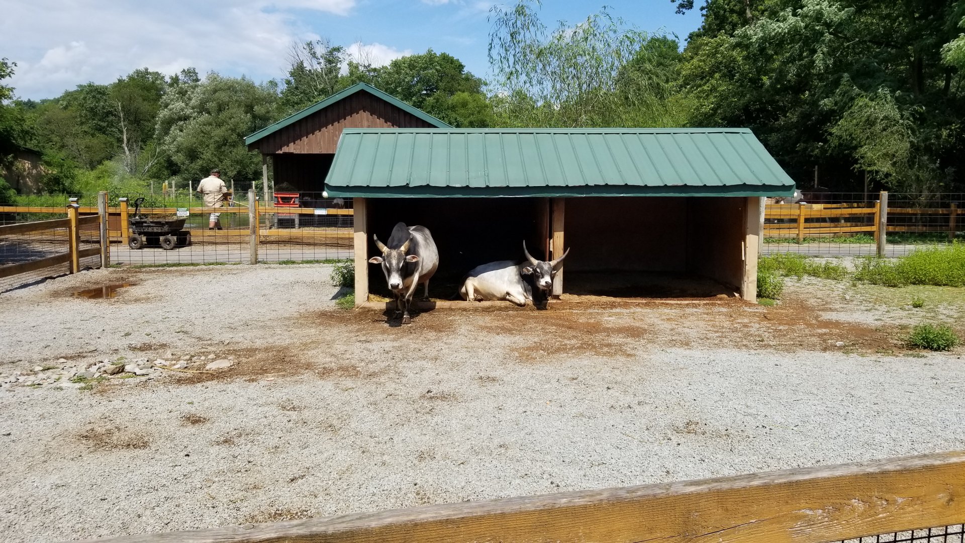 Living Treasures LH - Petting area, zebu