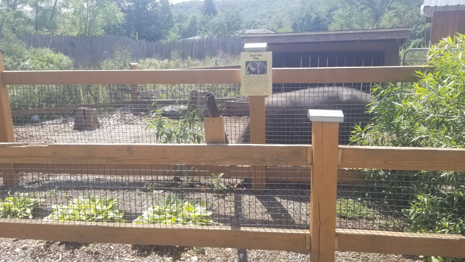 Living Treasures LH - Pig