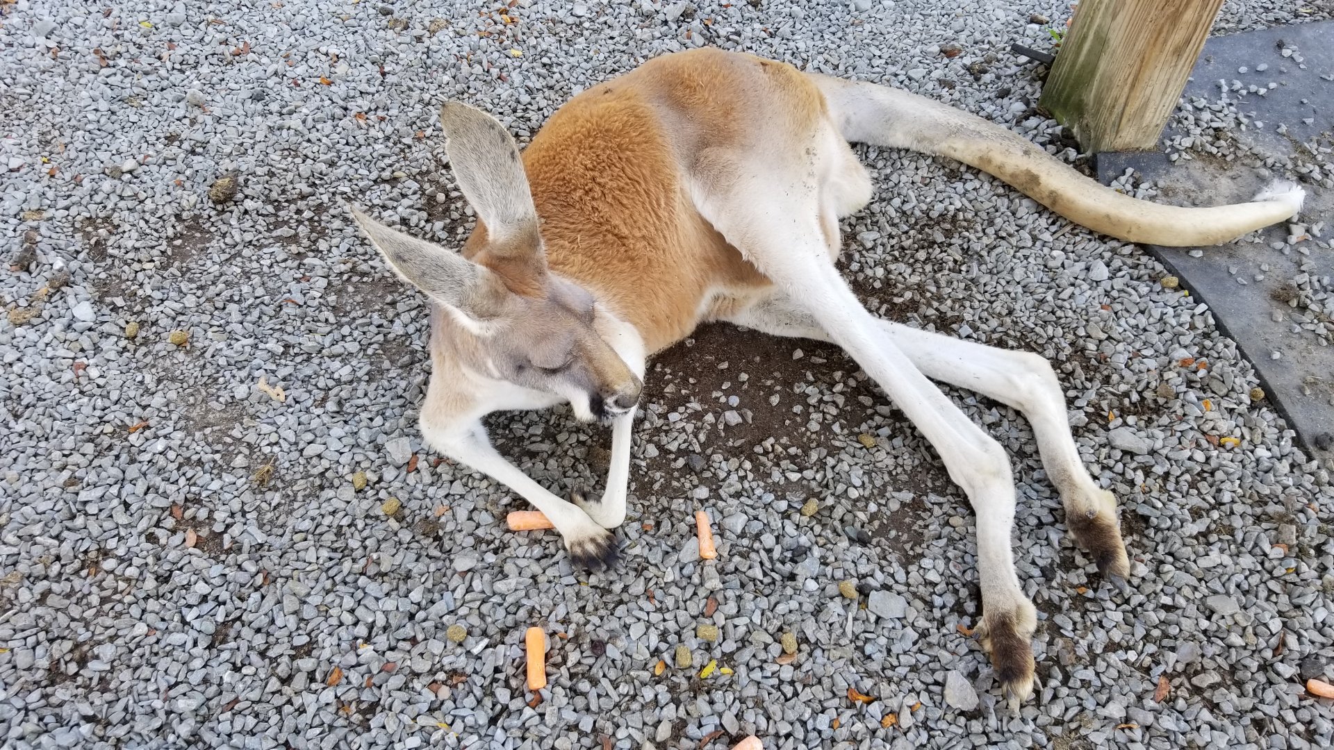 Living Treasures LH - Red kangaroo