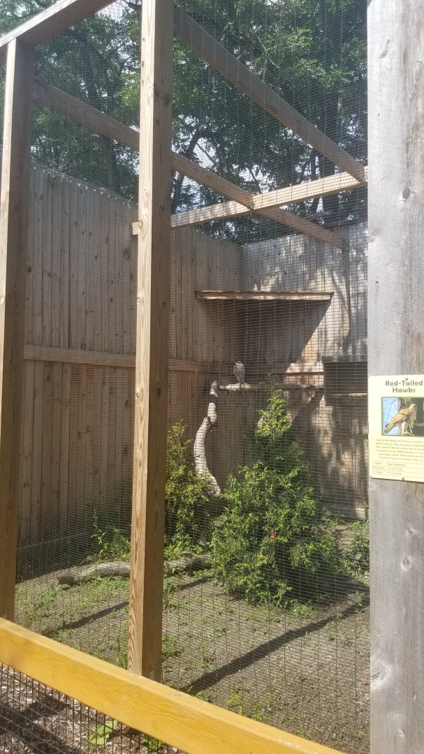 Living Treasures LH - Red-tailed hawk