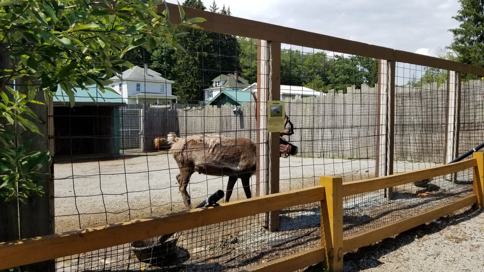 Living Treasures LH - Reindeer