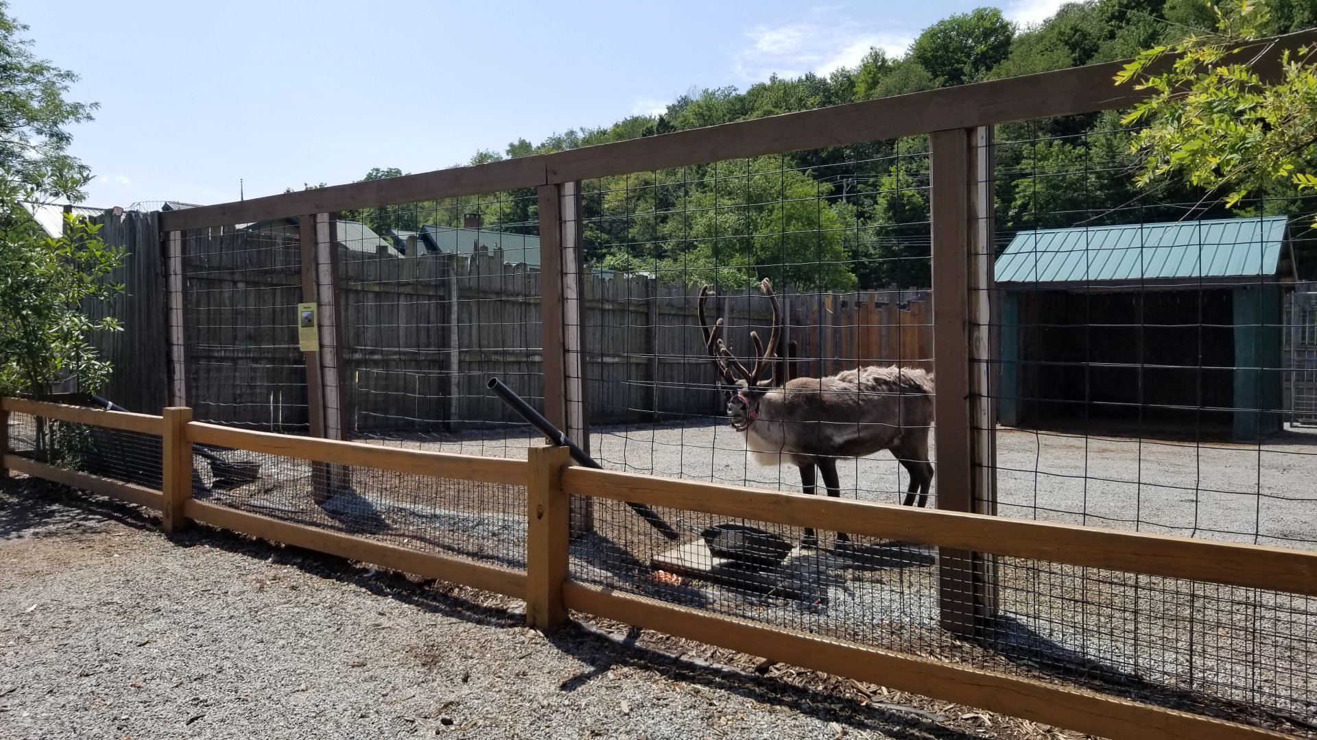 Living Treasures LH - Reindeer