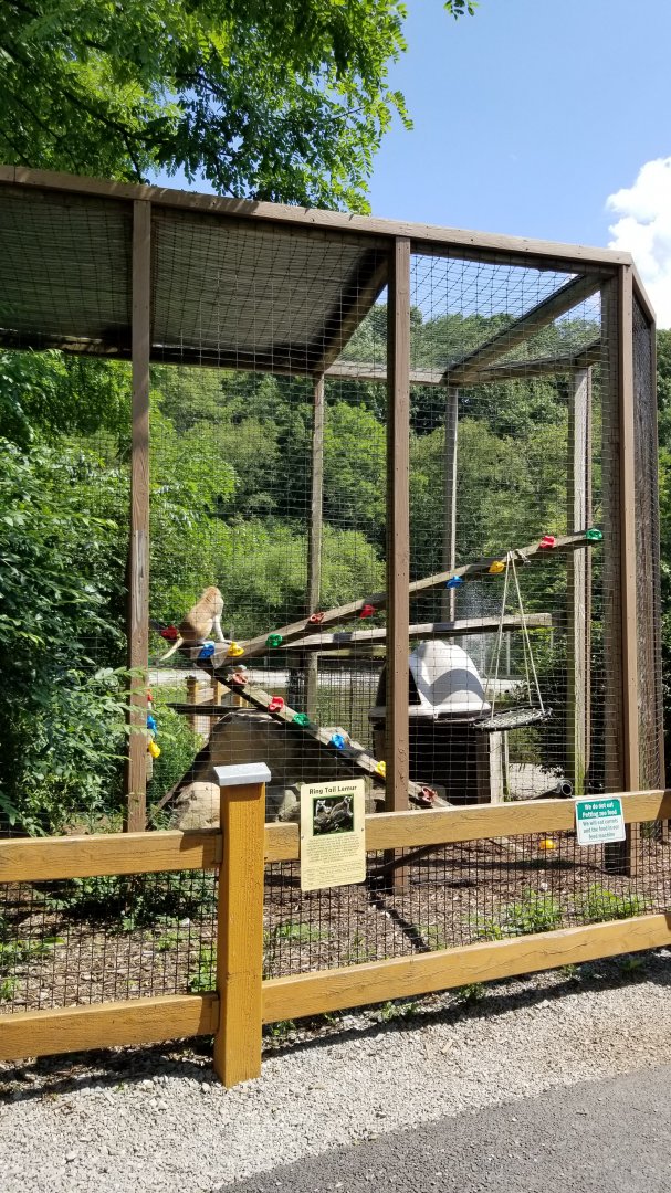 Living Treasures LH - Ringtailed lemur, patas monkey