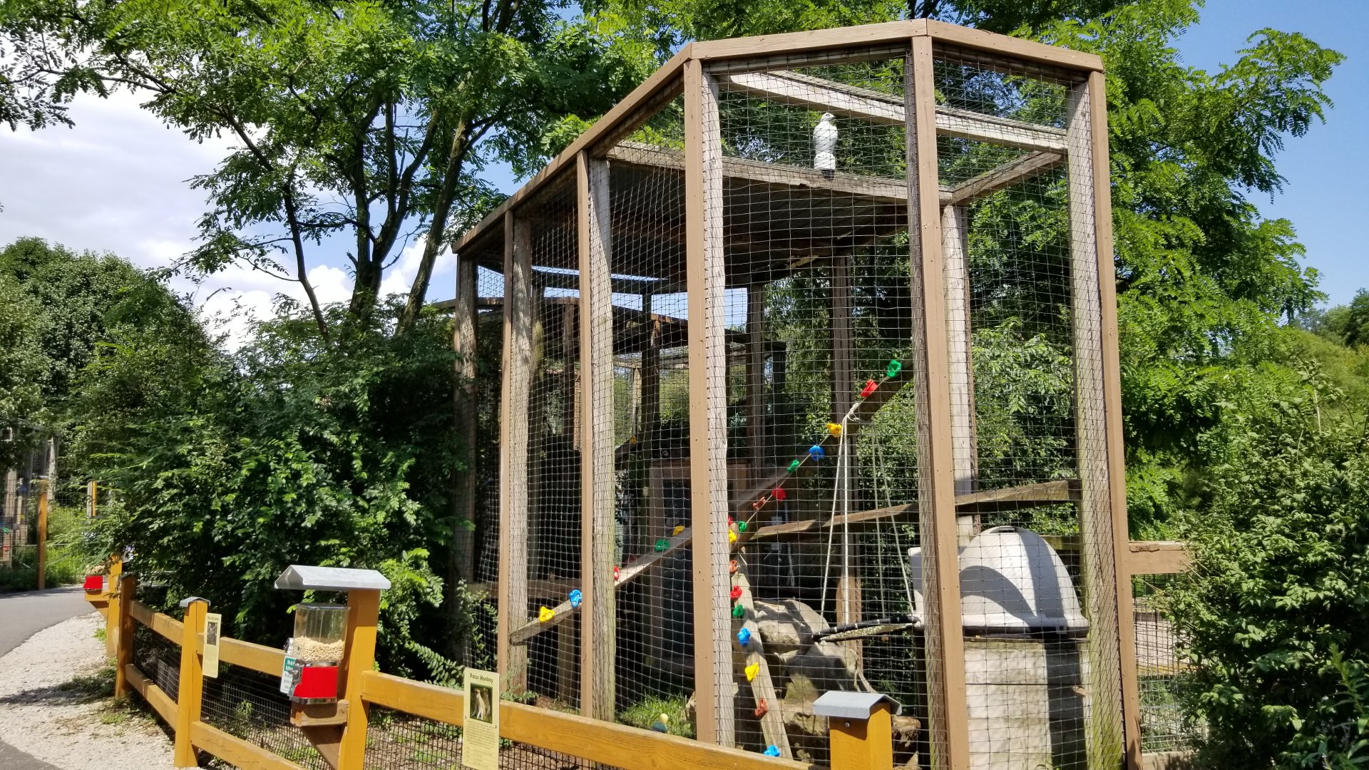 Living Treasures LH - Ringtailed lemur, patas monkey