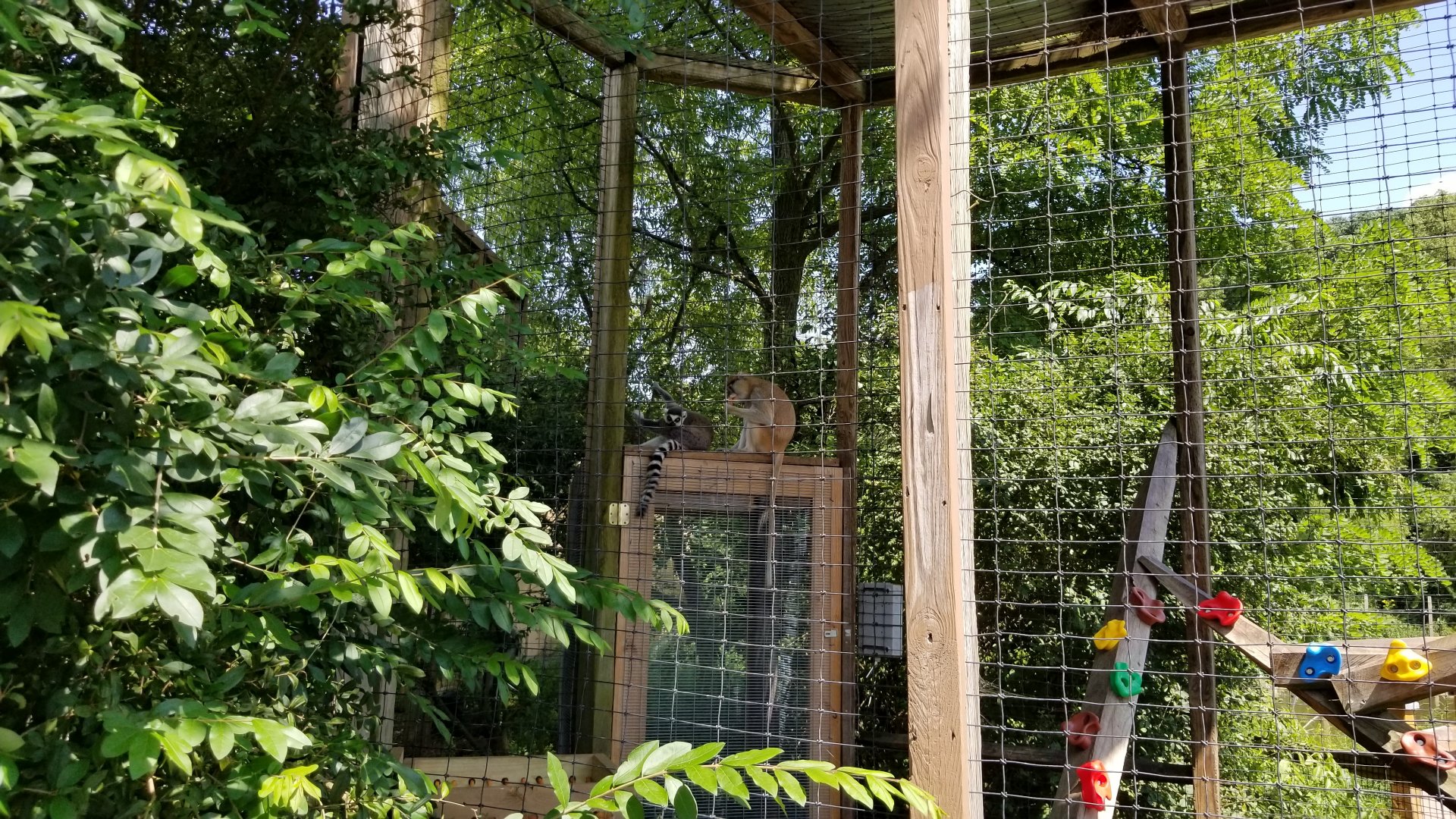 Living Treasures LH - Ringtailed lemur, patas monkey