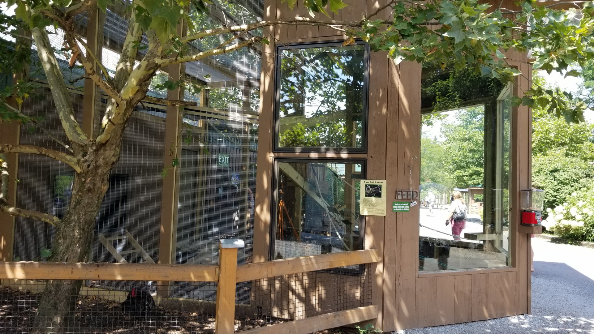 Living Treasures LH - Ringtailed lemurs main exhibit