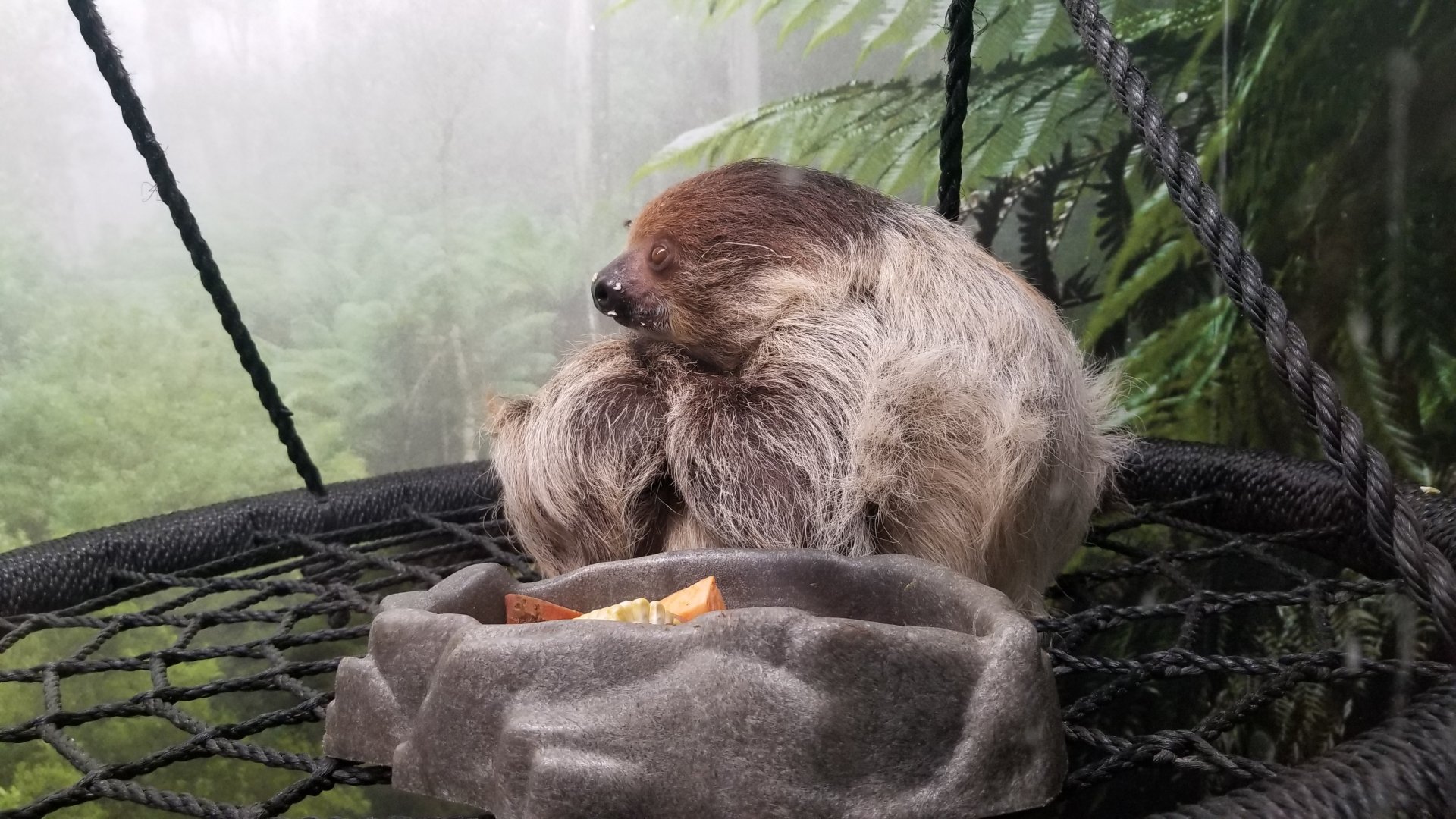 Living Treasures LH - Sloth