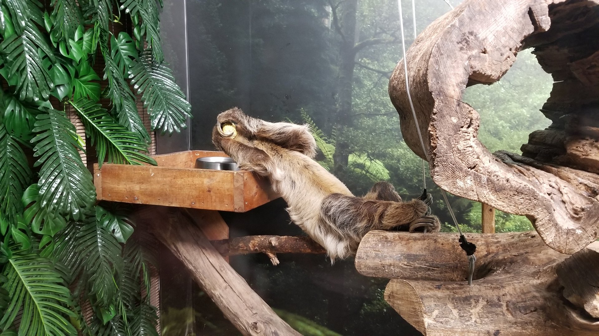 Living Treasures LH - Sloth