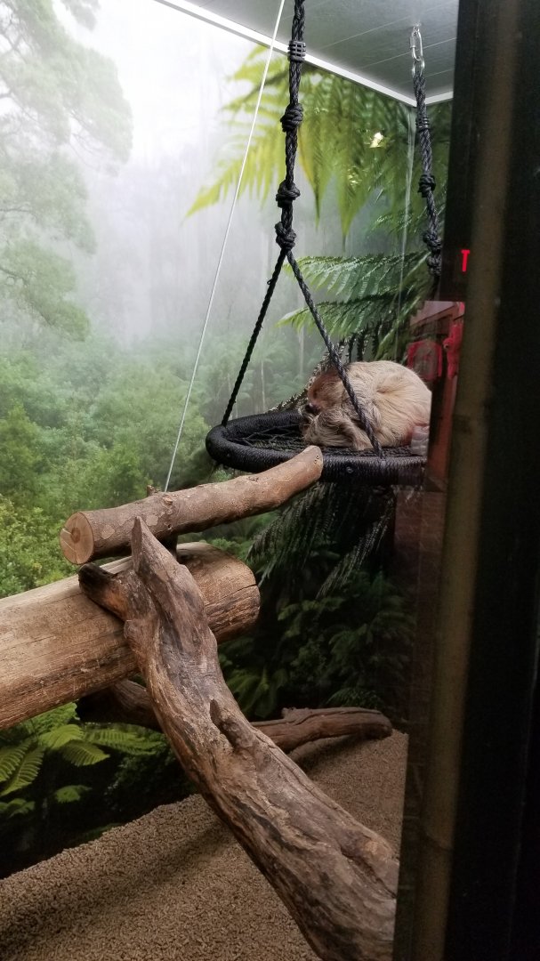 Living Treasures LH - Sloth