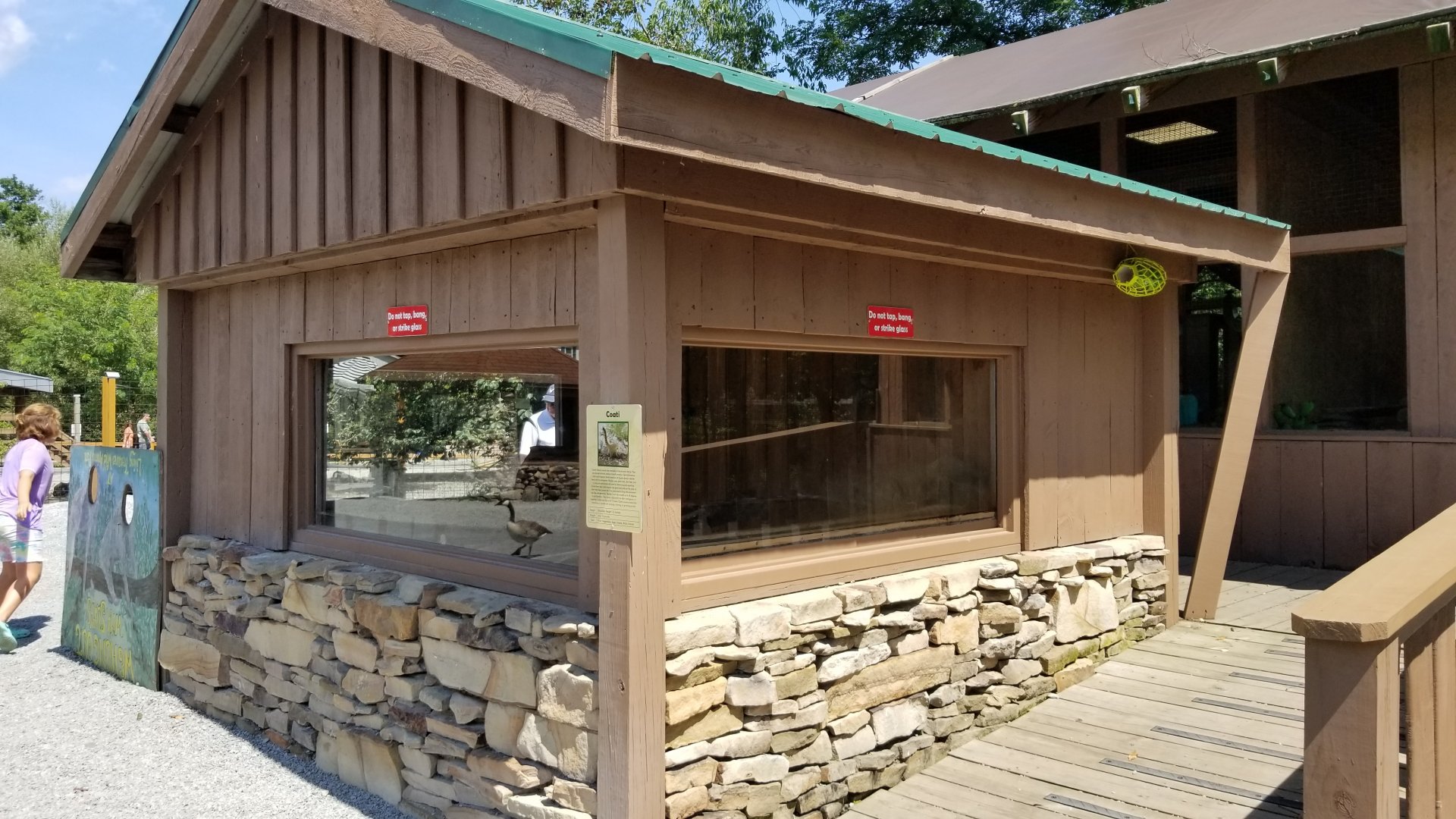 Living Treasures LH - South american coati