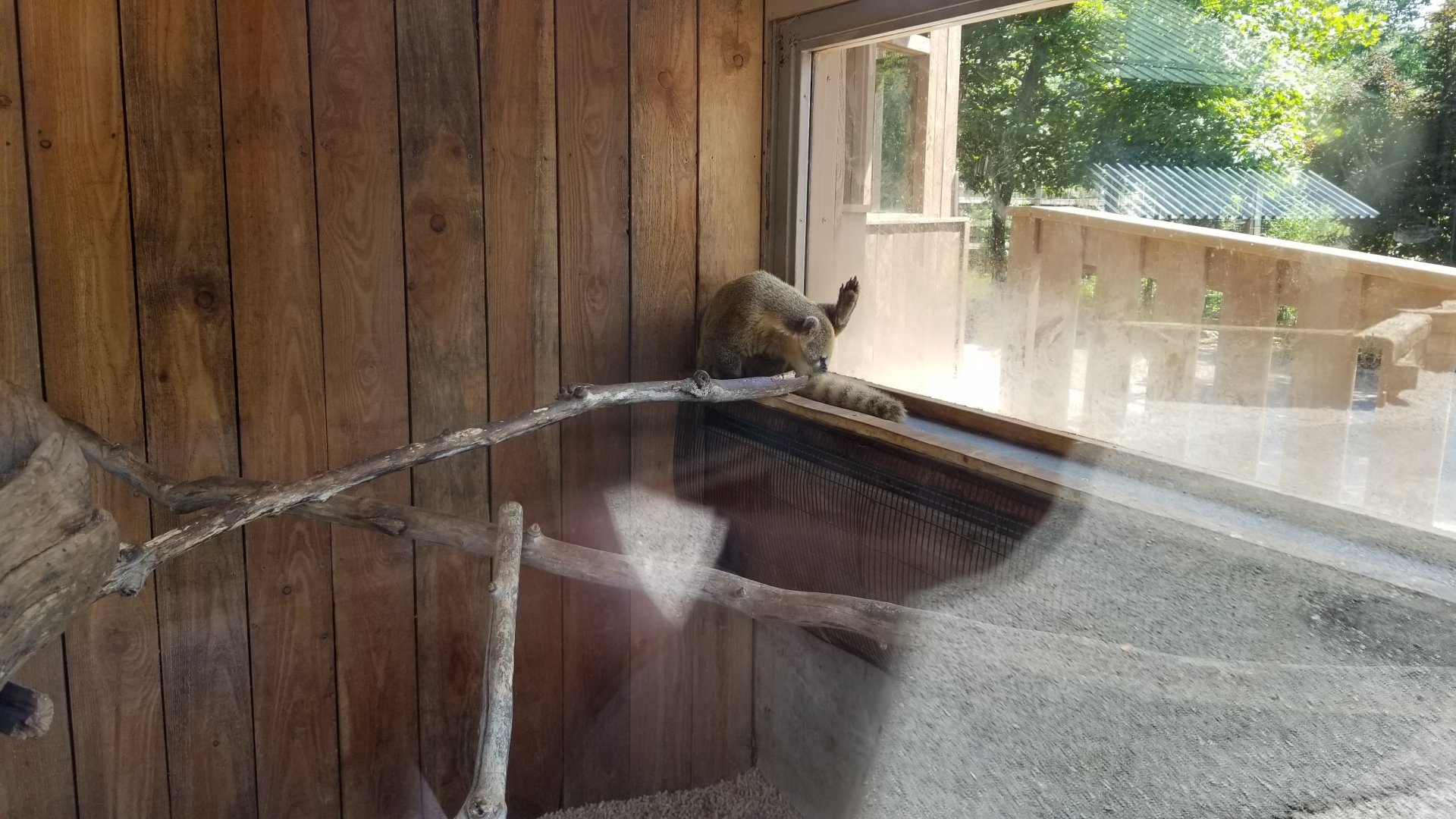 Living Treasures LH - South american coati