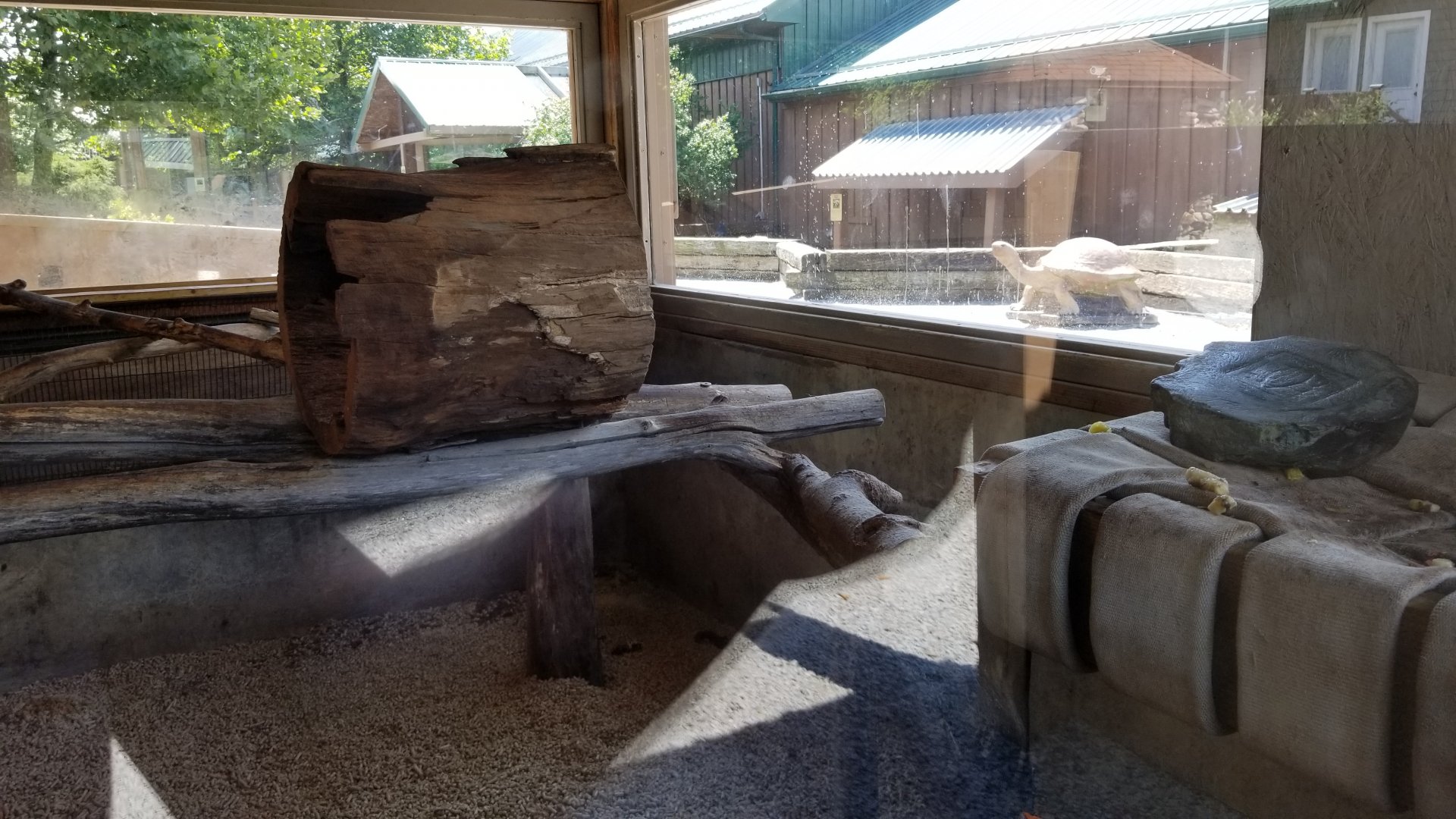 Living Treasures LH - South american coati