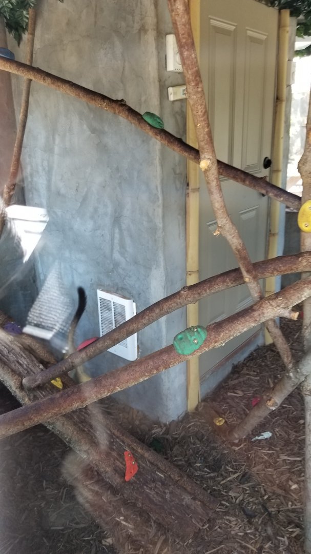 Living Treasures LH - Squirrel monkey