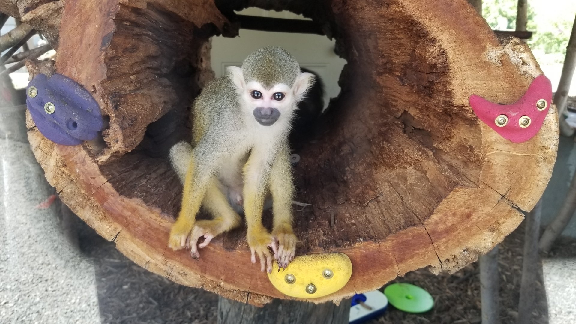 Living Treasures LH - Squirrel monkey