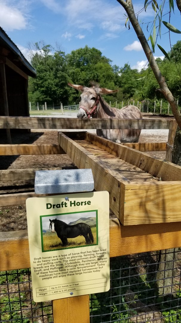 Living Treasures LH - Sweet old donkey