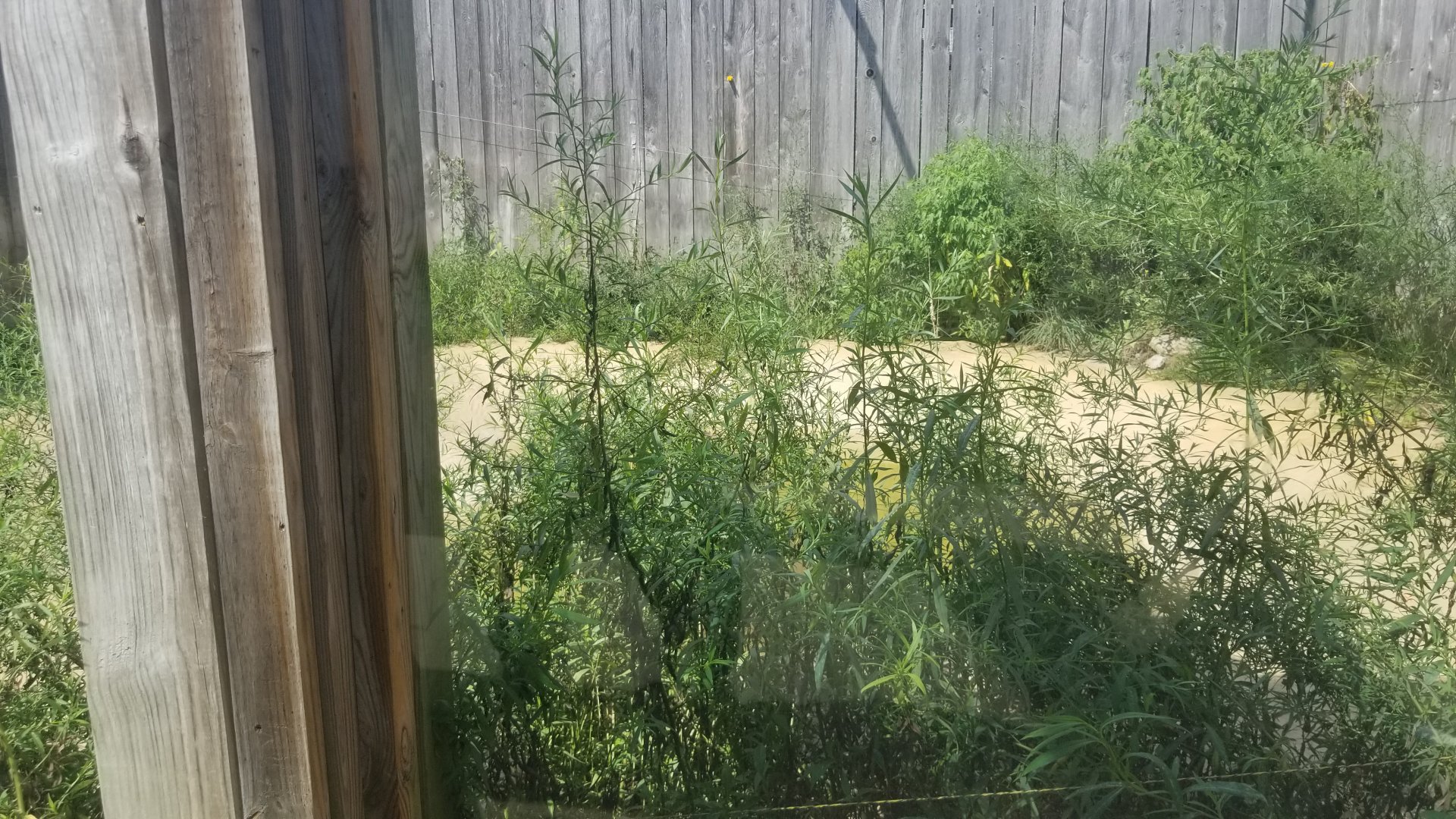 Living Treasures LH - Tiger water feature