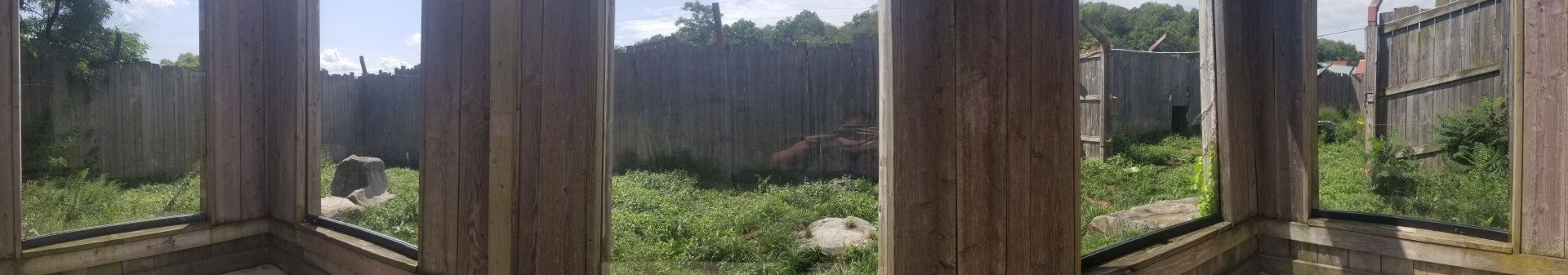 Living Treasures LH - Tigers panorama from left viewing window