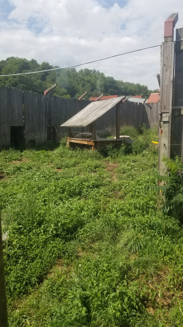 Living Treasures LH - Tigers