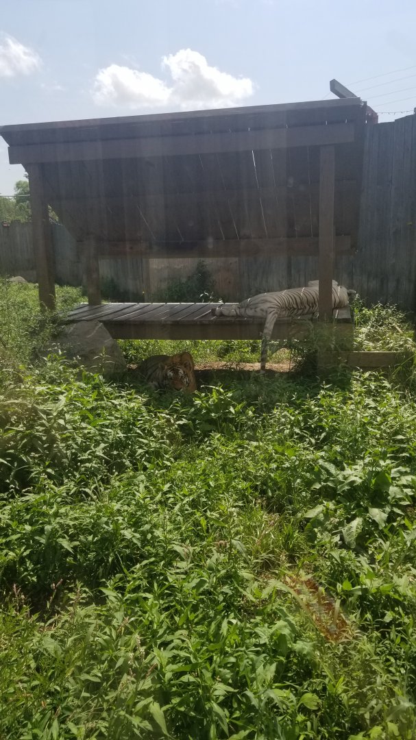 Living Treasures LH - Tigers