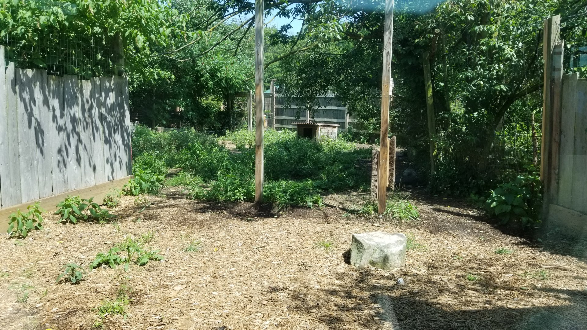 Living Treasures LH - Timber wolf