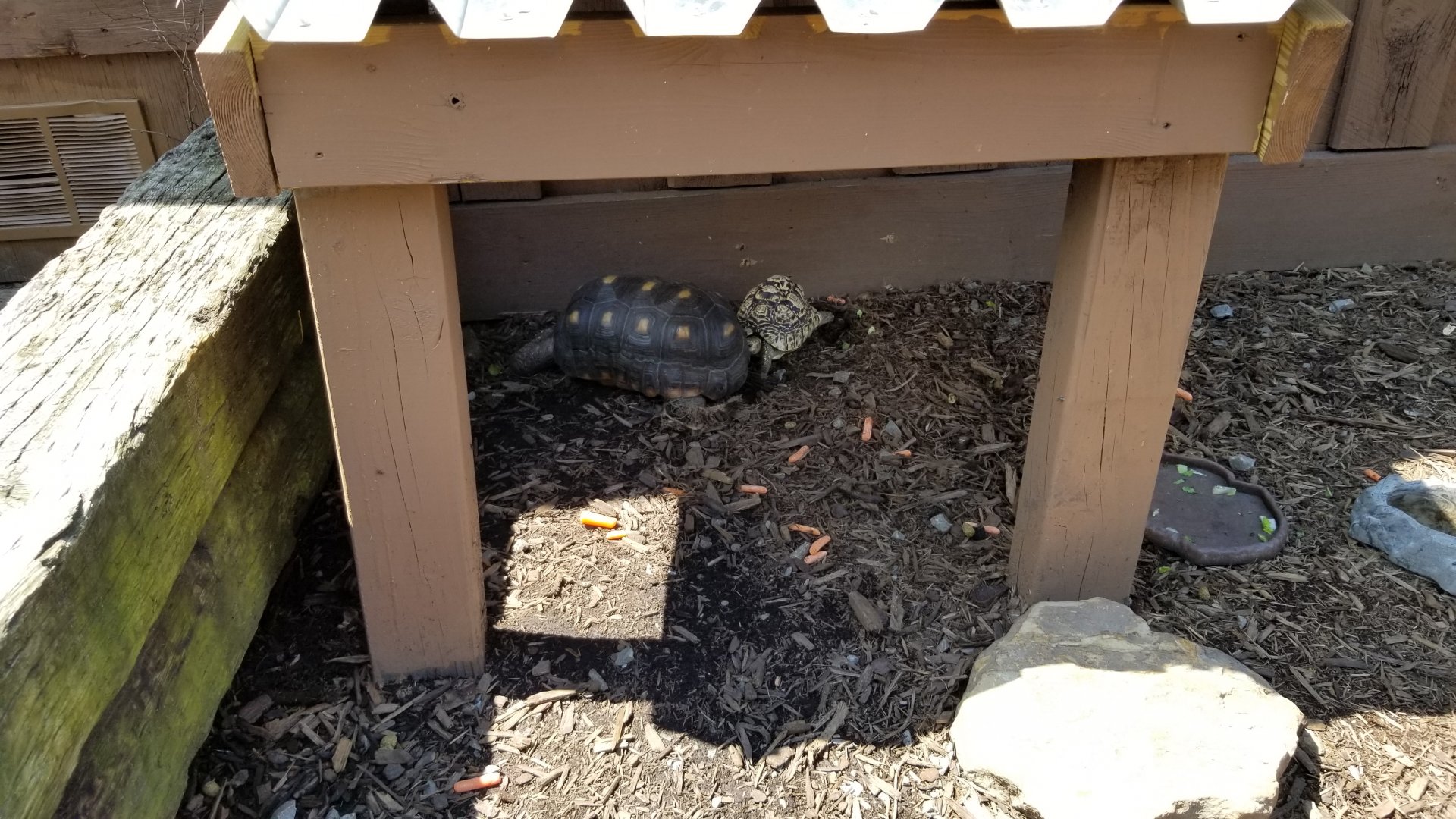 Living Treasures LH - Tortoises