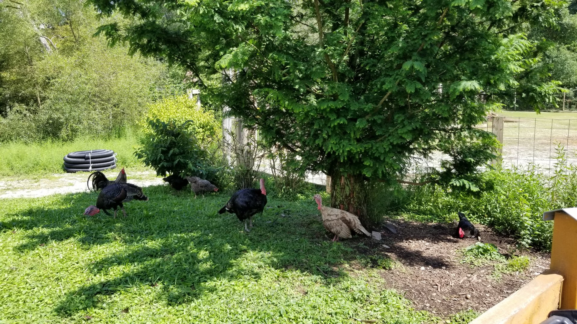 Living Treasures LH - Turkeys and chickens