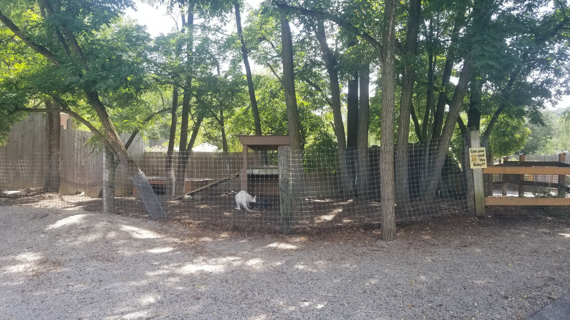 Living Treasures LH - Wallaby