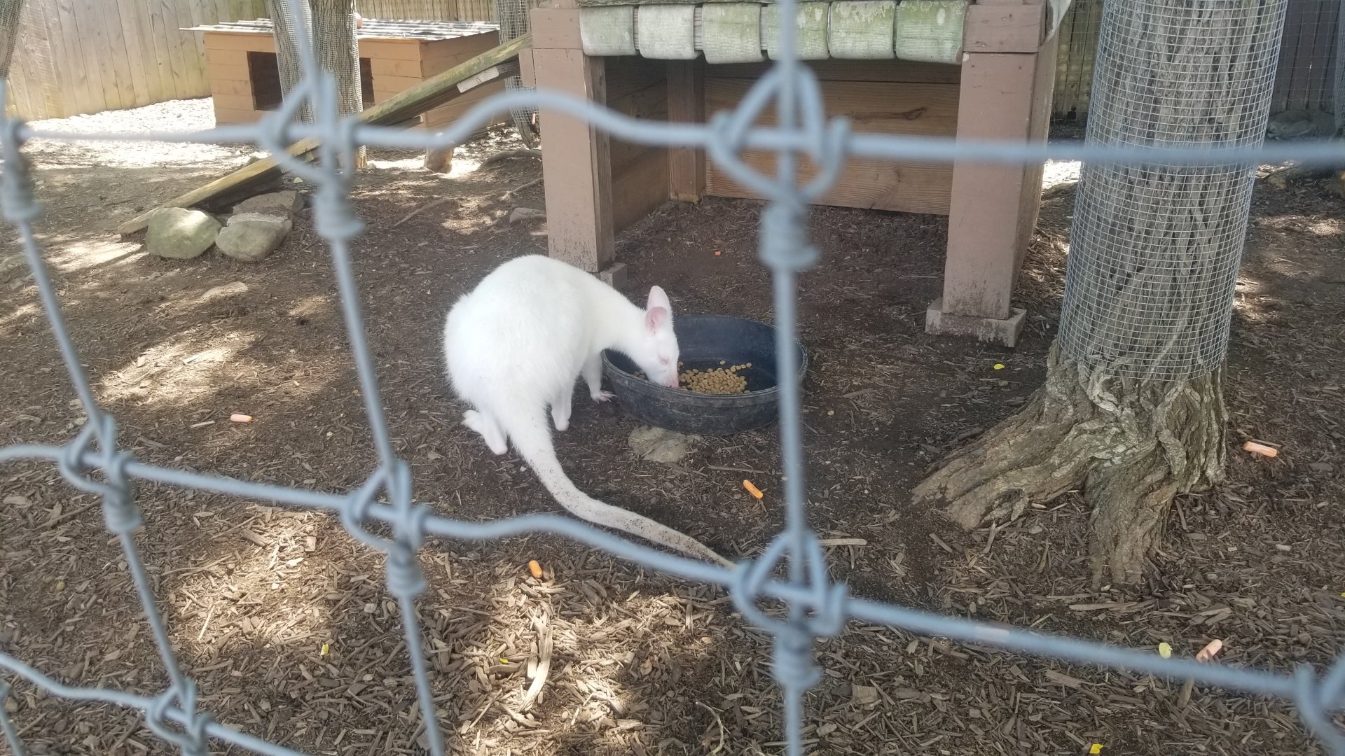 Living Treasures LH - Wallaby