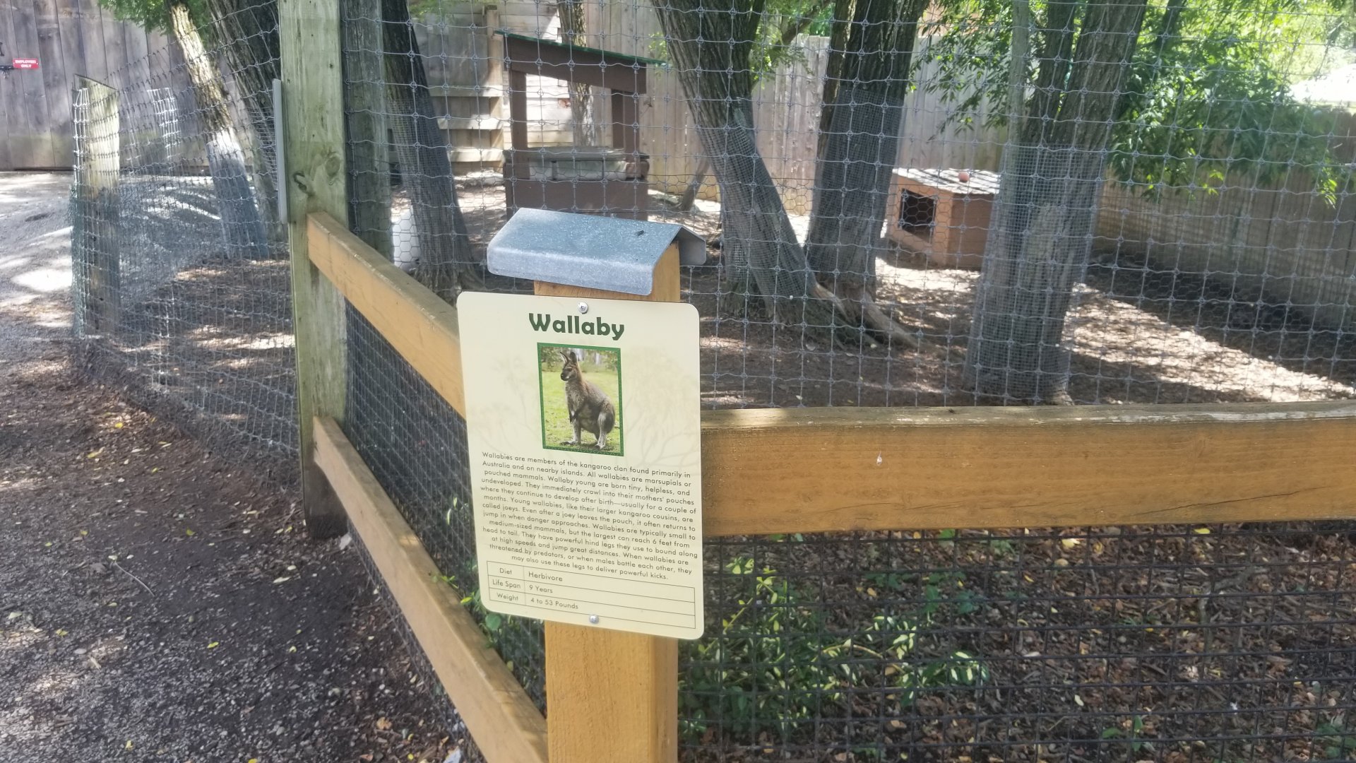 Living Treasures LH - Wallaby