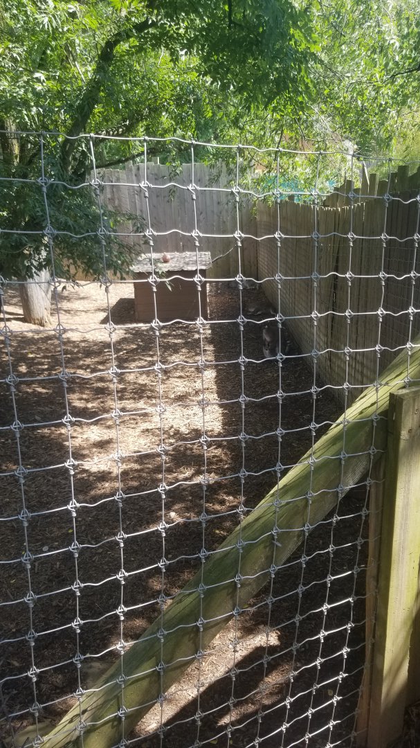 Living Treasures LH - Wallaby