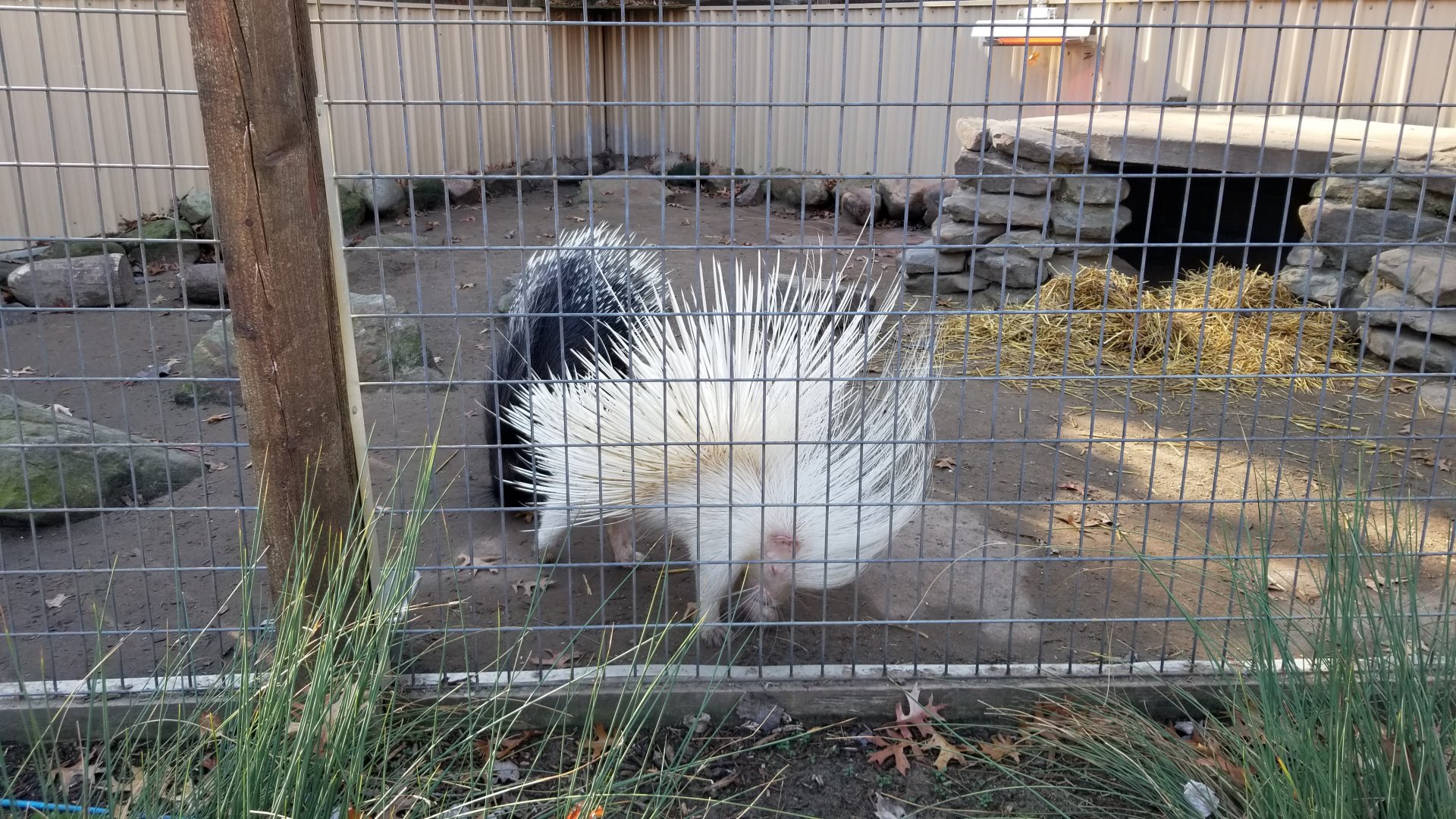 Living Treasures Moraine - African crested porcupines