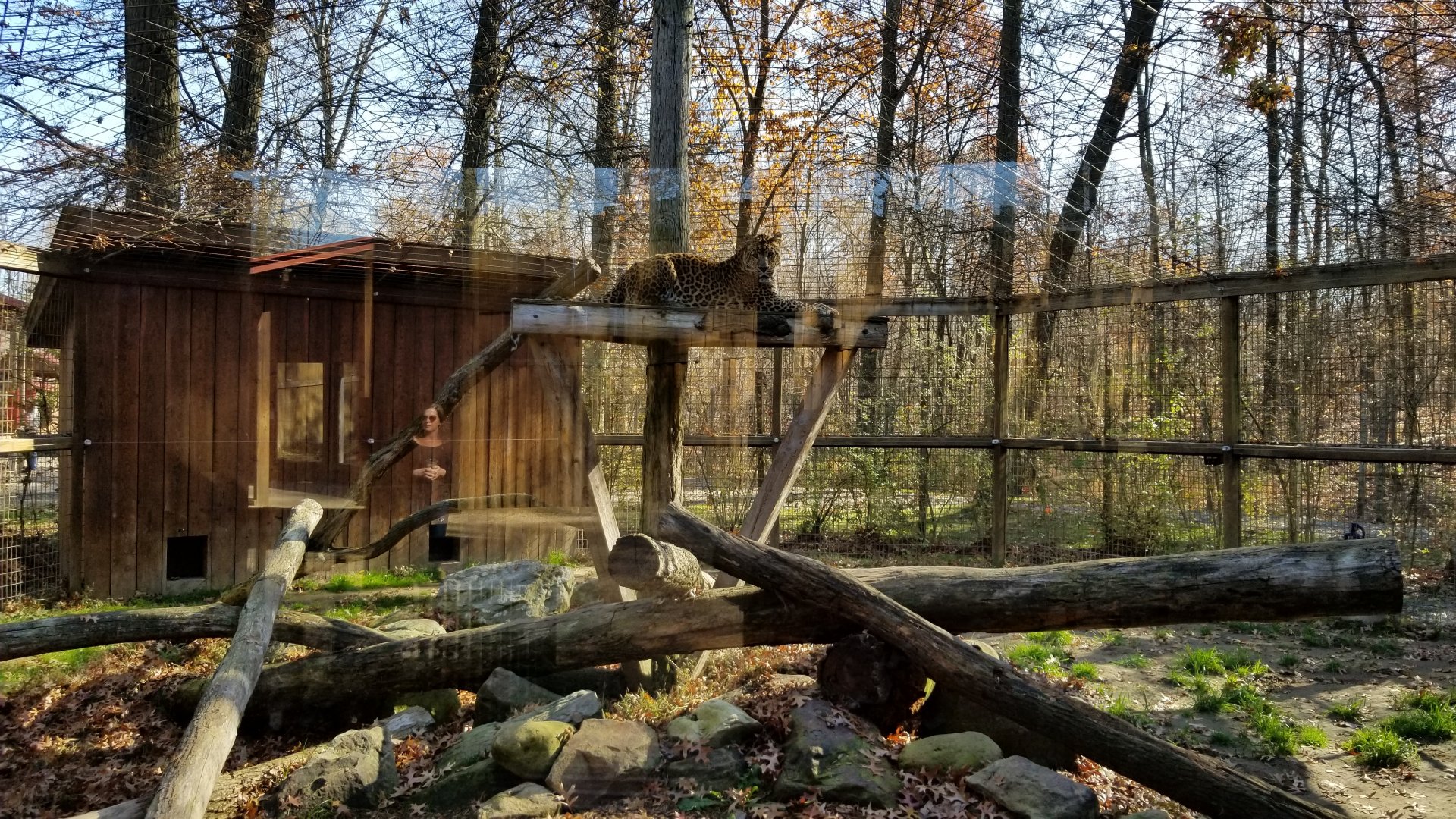 Living Treasures Moraine - "African spotted" Leopard