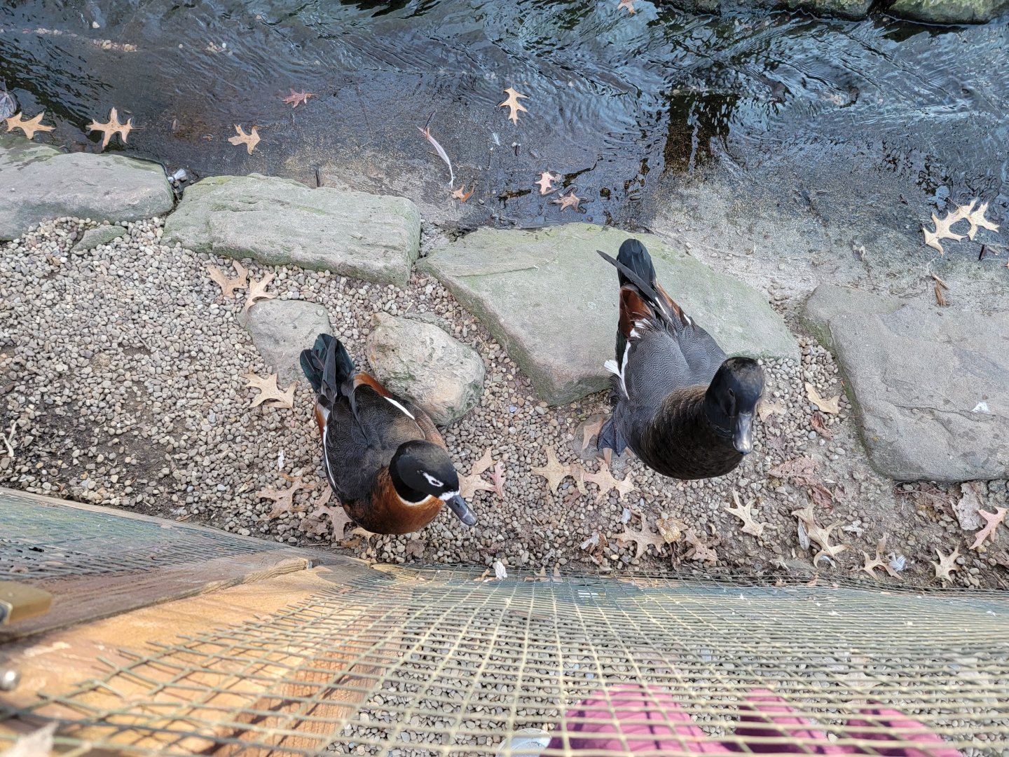 Living Treasures Moraine - Australian shelduck pair