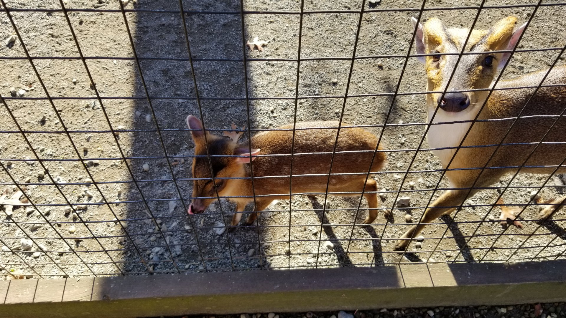 Living Treasures Moraine - Baby muntjac