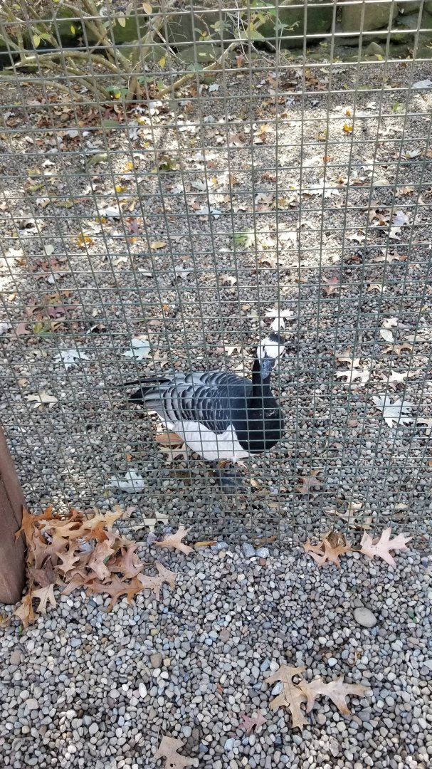 Living Treasures Moraine - Barnacle goose