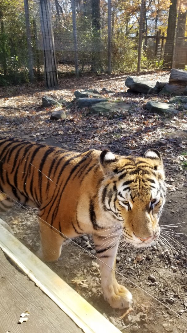 Living Treasures Moraine - "Bengal" tiger