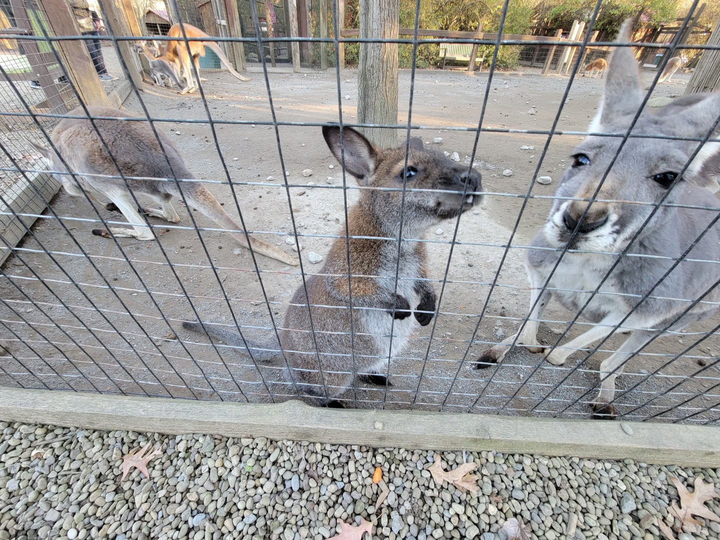 Living Treasures Moraine - Bennett's wallaby with red kangaroos