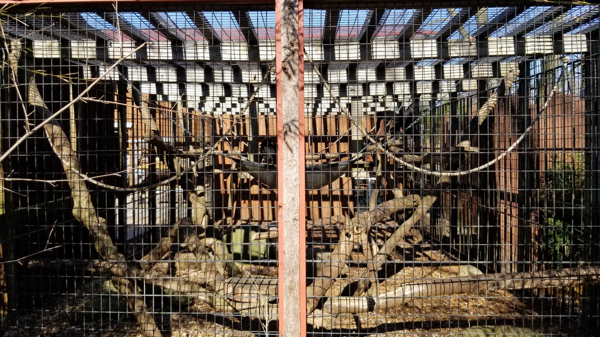 Living Treasures Moraine - Black spider monkey exhibit