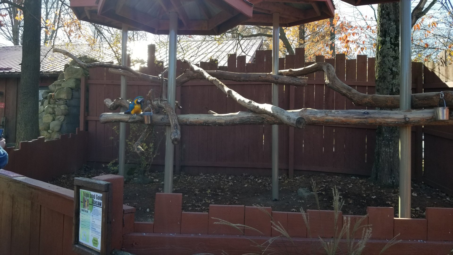 Living Treasures Moraine - Blue and gold macaw