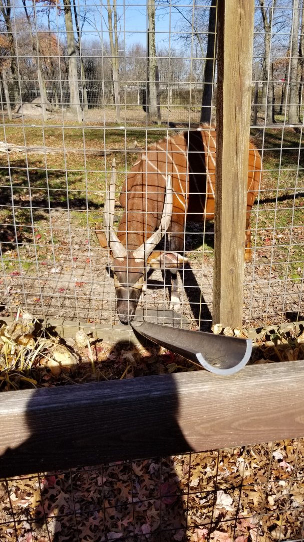 Living Treasures Moraine - Bongo male