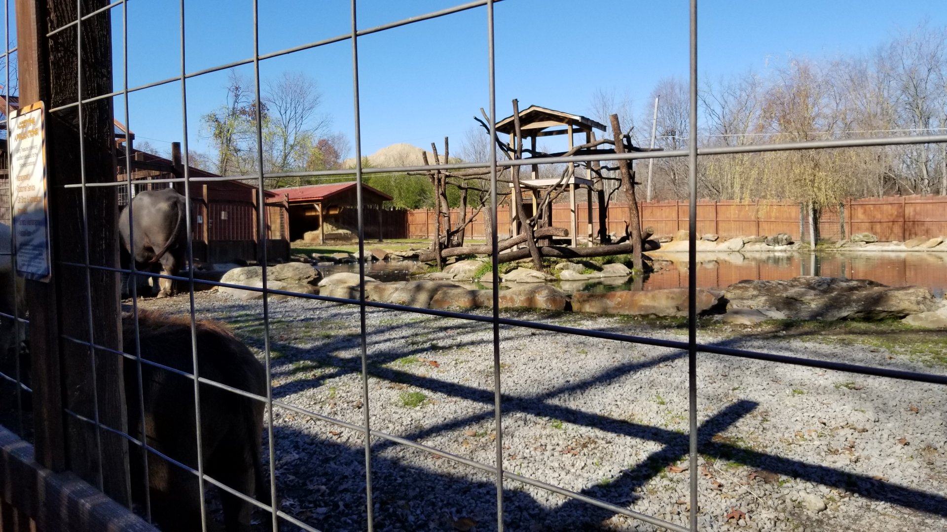 Living Treasures Moraine - Bovid yard