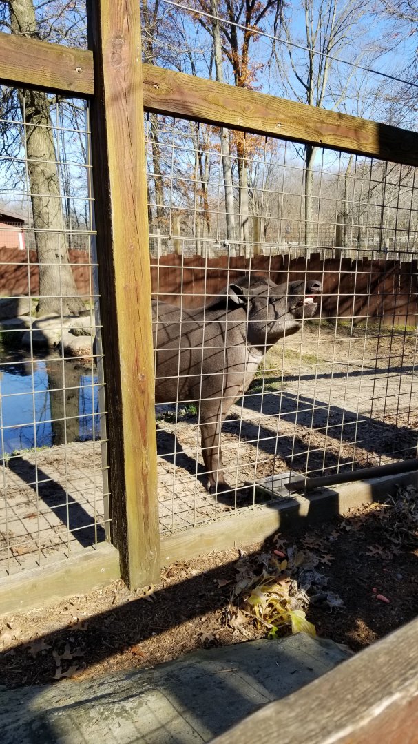 Living Treasures Moraine - Brazilian tapir