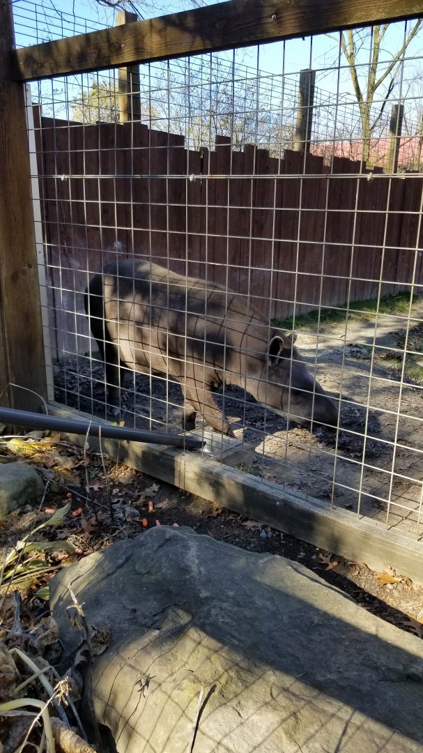 Living Treasures Moraine - Brazilian tapir