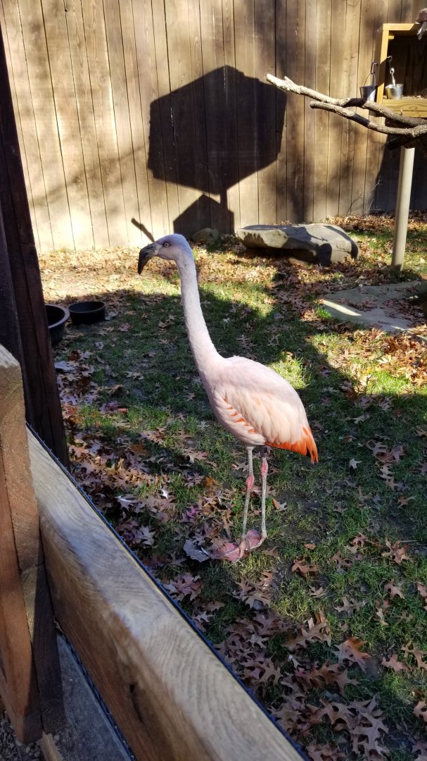 Living Treasures Moraine - Chilean flamingo kept apart from others