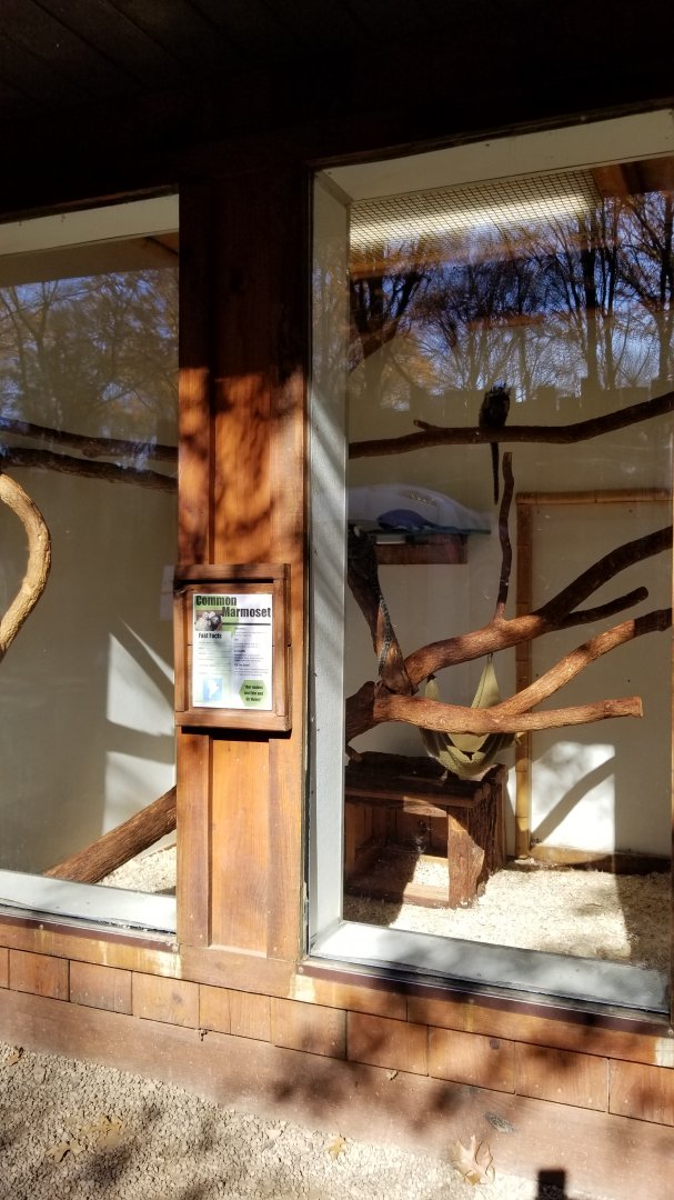 Living Treasures Moraine - Common marmosets