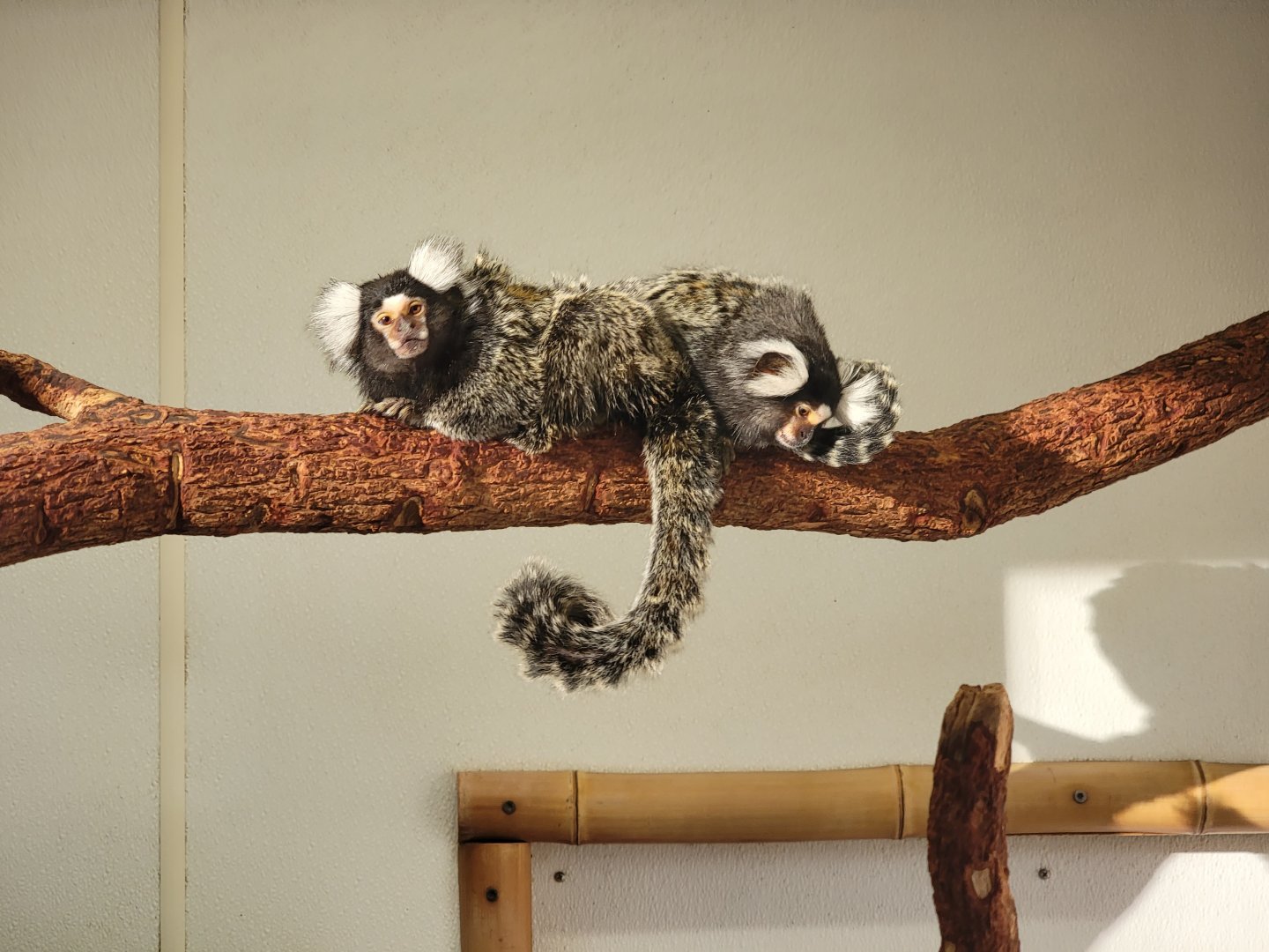 Living Treasures Moraine - Common marmosets
