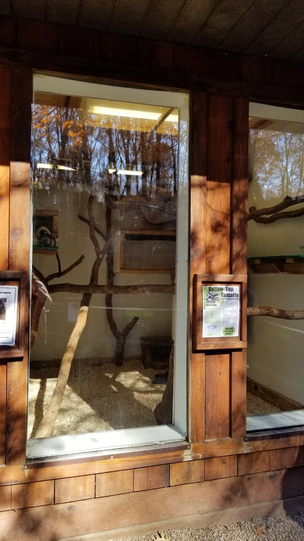 Living Treasures Moraine - Cotton-top tamarins